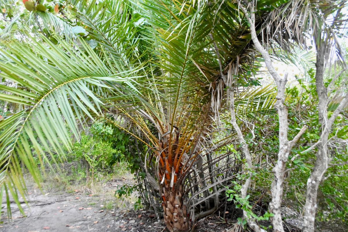 senefal date palm